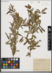 Foto von Salix purpurea L.